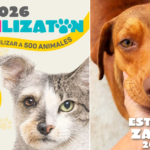 ESTERILIZATÓN 2026: EL EVENTO QUE BUSCA TRANSFORMAR LA VIDA DE MÁS DE 500 ANIMALES EN SITUACIÓN DE CALLE